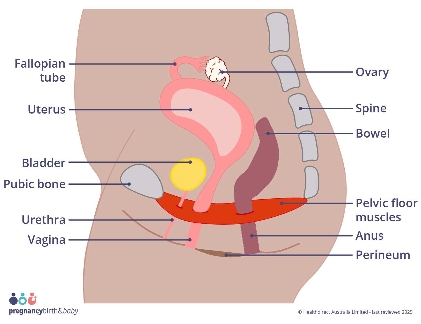 Illustration showing the pelvic floor muscles and perineum.