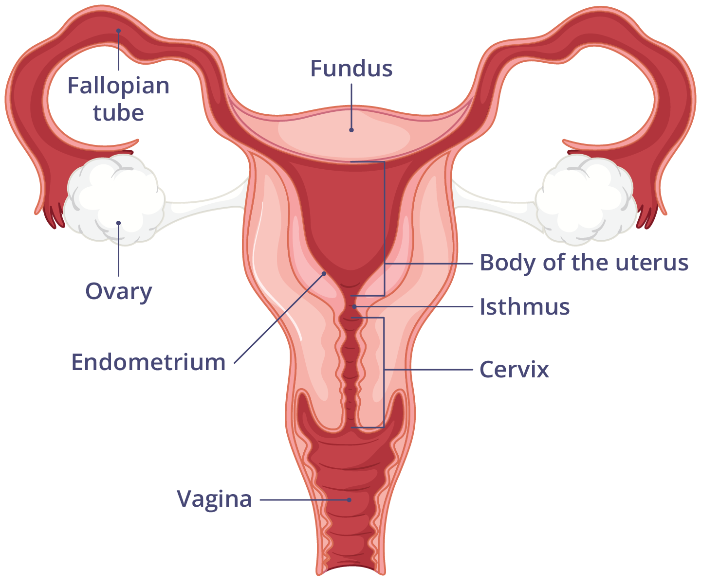 Diagram showing the female reproductive system, and the 3 main sections of the uterus are label.