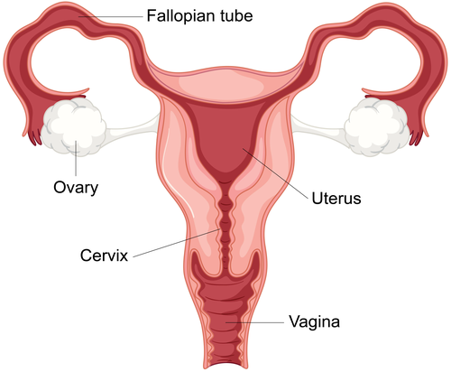 Illustration showing the female reproductive system.